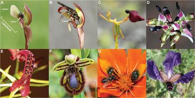 Anthocyanin and Flavonol Glycoside Metabolic Pathways Underpin Floral Color Mimicry and Contrast in a Sexually Deceptive Orchid